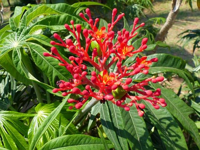 Jatropha multifida