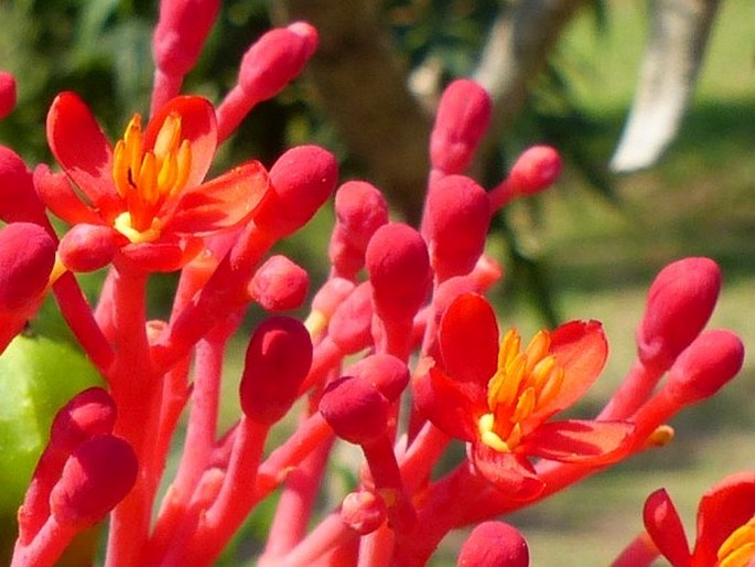 Jatropha multifida