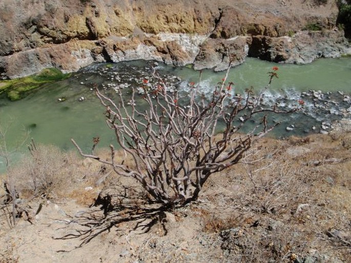 Jatropha macrantha