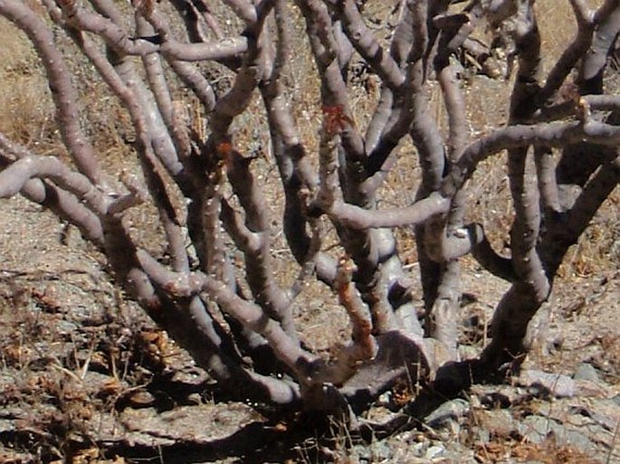 Jatropha macrantha