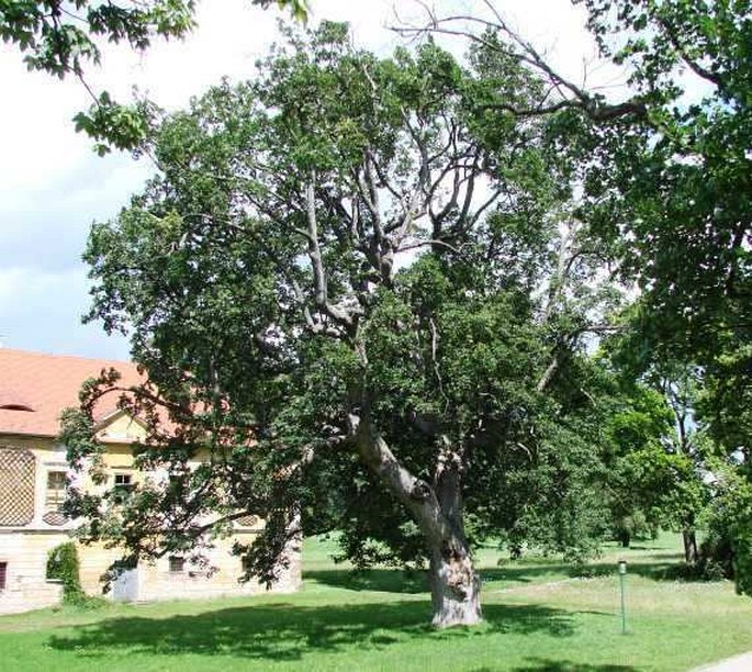 Javor u Vdovského domu, Horšovský Týn