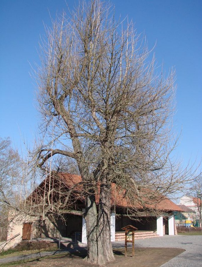 Jinan u zámku v Benátkách nad Jizerou