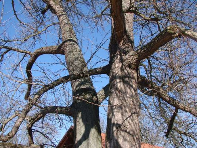 Jinan u zámku v Benátkách nad Jizerou