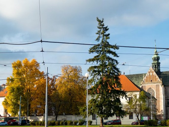 Jinan na Mendlově náměstí v Brně