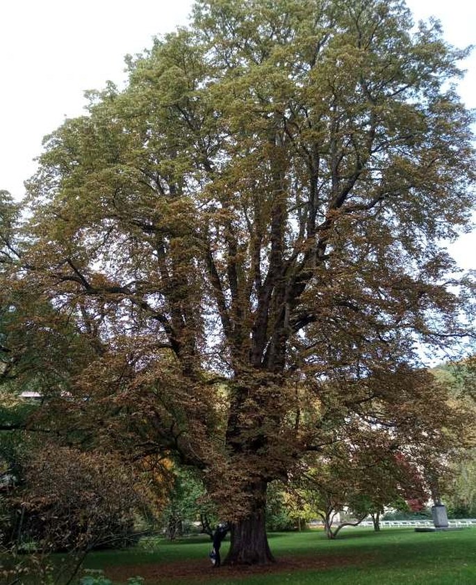 Jírovec Antonín, Karlovy Vary