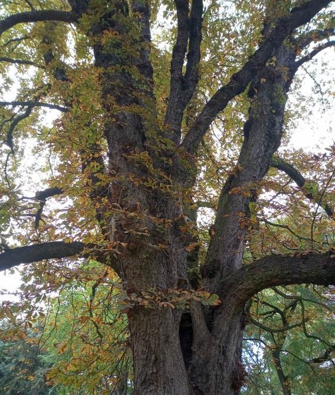 Jírovec Antonín, Karlovy Vary