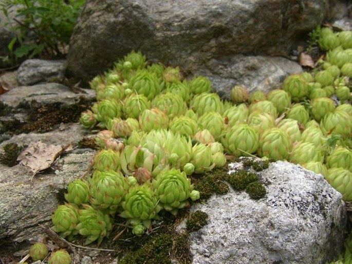 Jovibarba globifera subsp. allionii