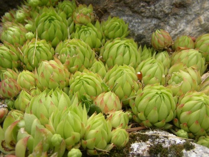 Jovibarba globifera subsp. allionii