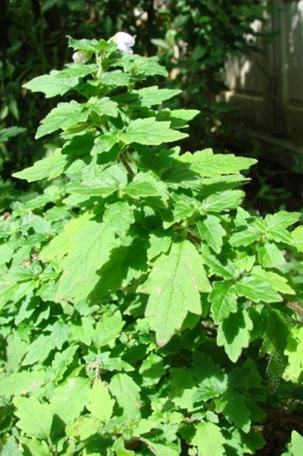 Jovellana punctata