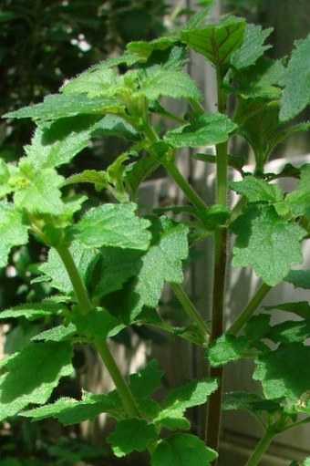 Jovellana punctata