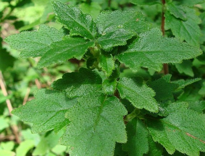 Jovellana punctata