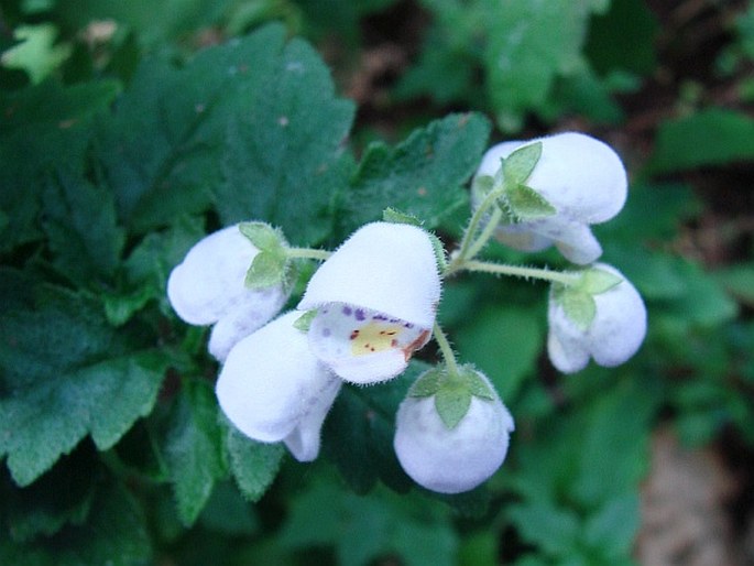 Jovellana punctata