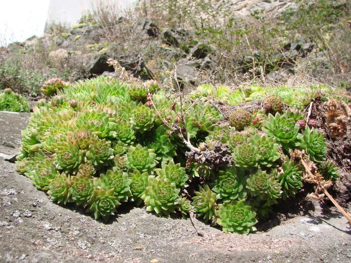 Jovibarba globifera