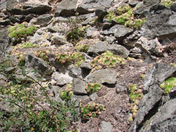 Jovibarba globifera