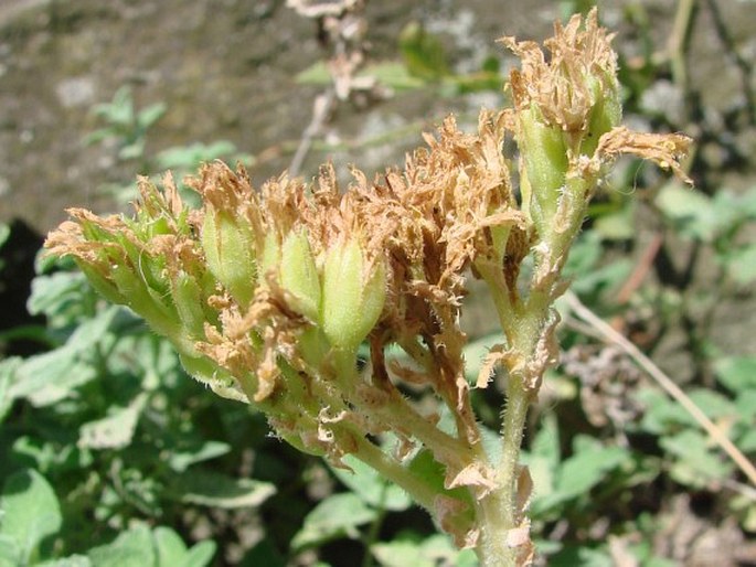 Jovibarba globifera