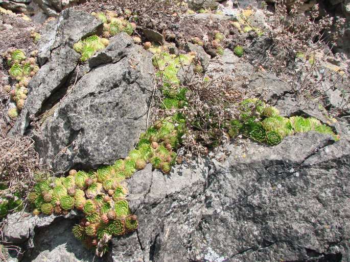 Jovibarba globifera