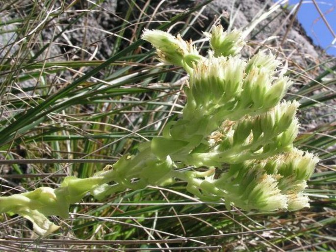 Jovibarba globifera