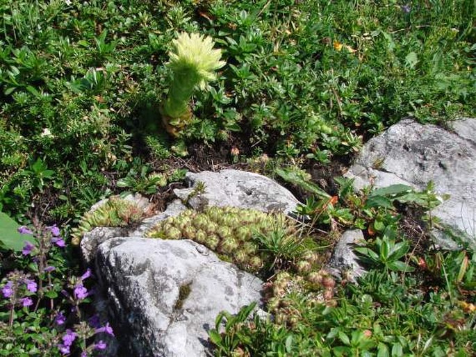 Jovibarba globifera subsp. hirta