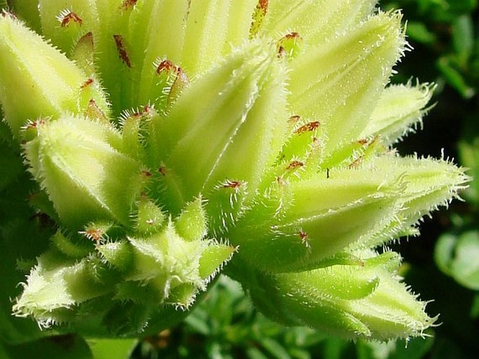 Jovibarba globifera subsp. hirta