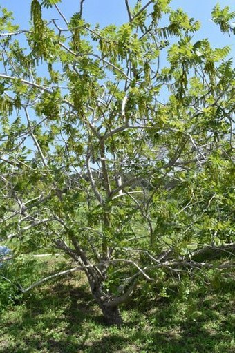 Juglans californica