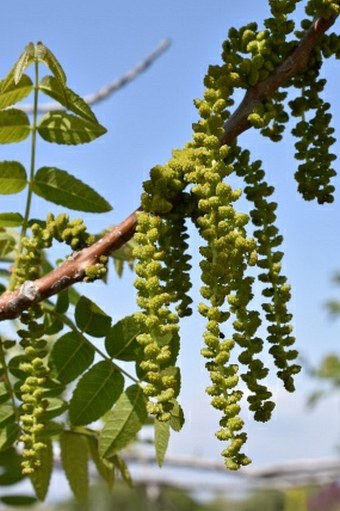 Juglans californica