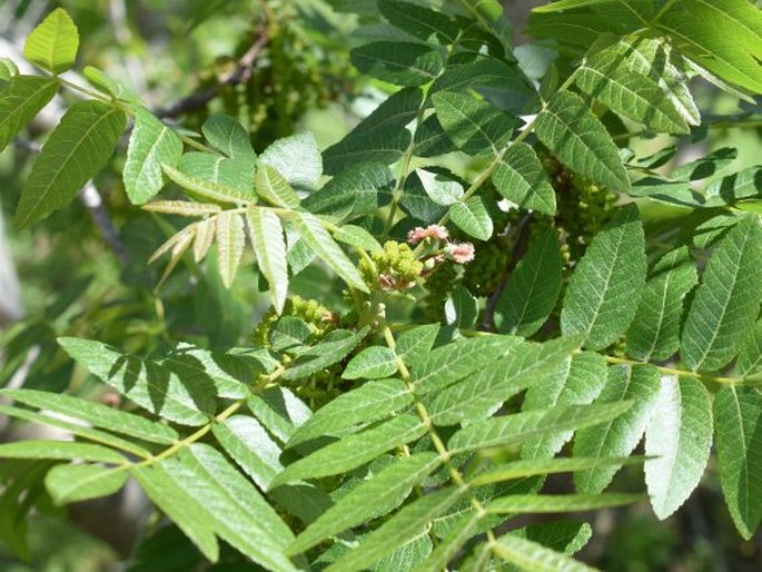 Juglans californica