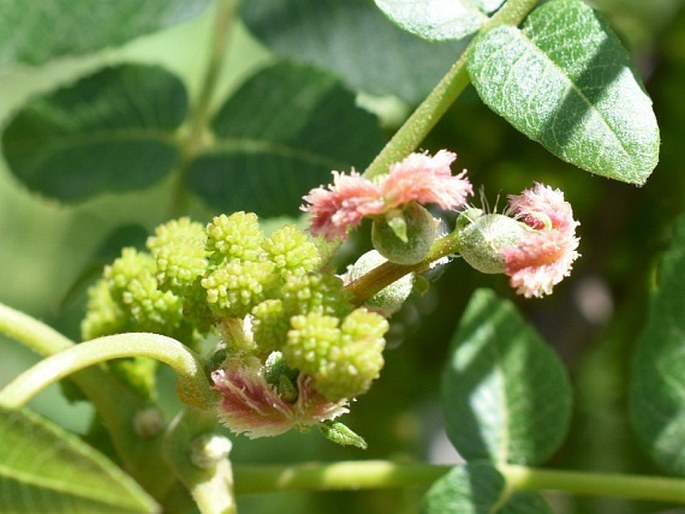 Juglans californica