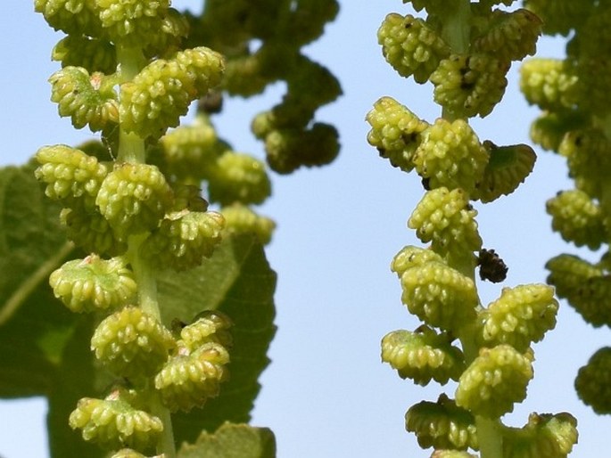 Juglans californica