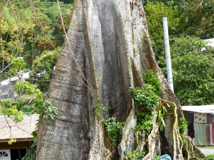 Jumbie Tree z Tobaga
