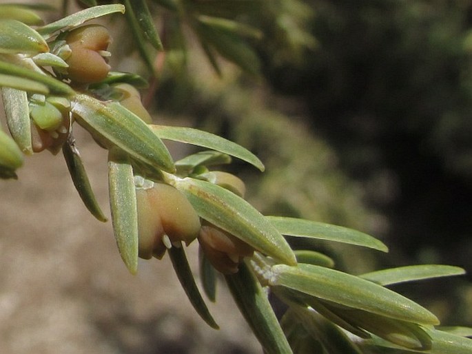 Juniperus cedrus