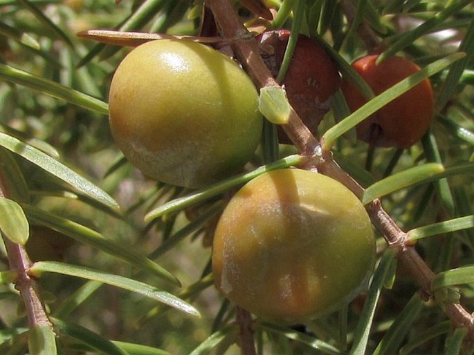 Juniperus cedrus