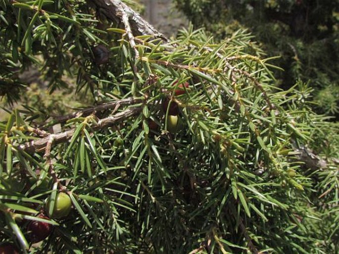 Juniperus cedrus