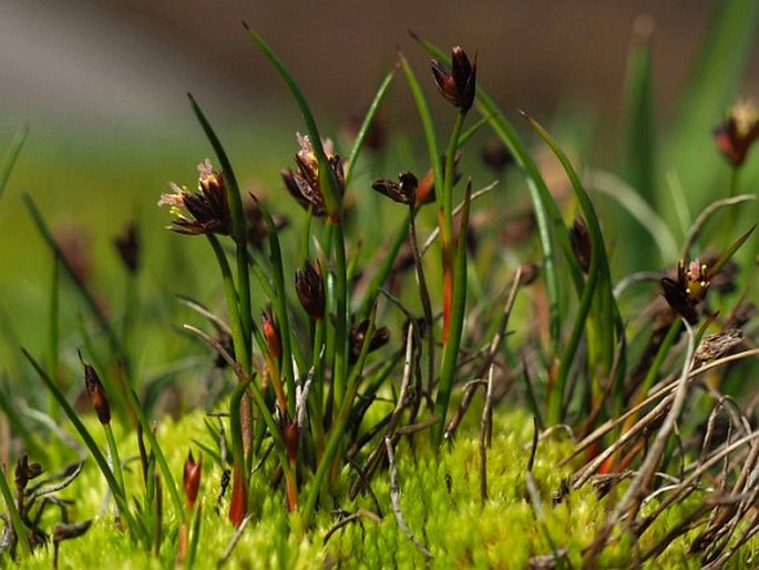 Juncus stipulatus