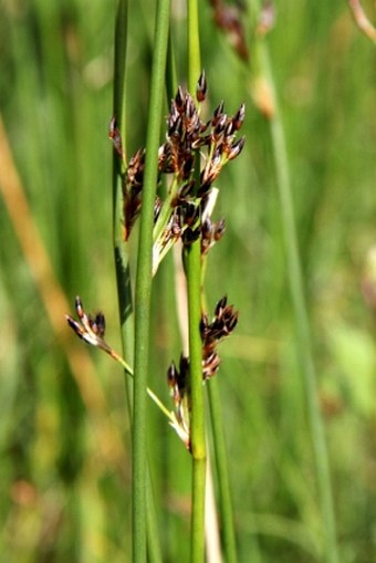 Juncus balticus