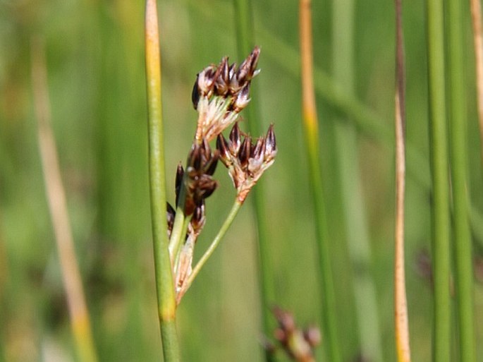 Juncus balticus