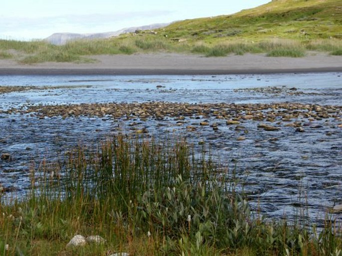 Juncus balticus