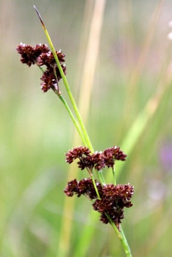 Juncus thomasii