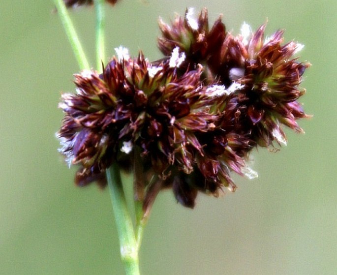 Juncus thomasii