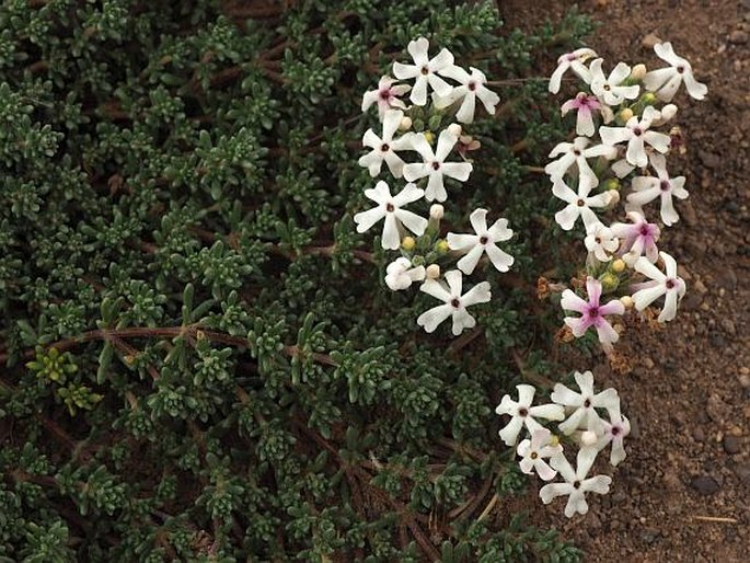 JUNELLIA TRIDACTYLITES (Lag.) Moldenke