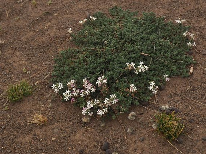 Junellia tridactylites