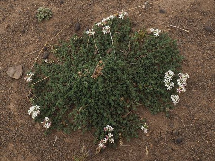 Junellia tridactylites