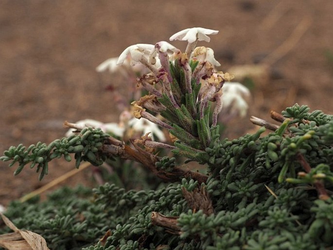 Junellia tridactylites