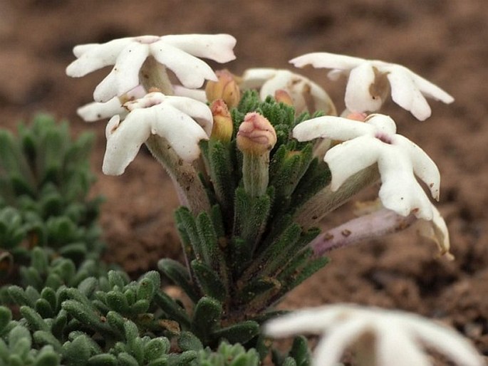 Junellia tridactylites