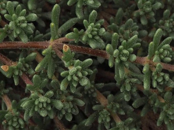 Junellia tridactylites