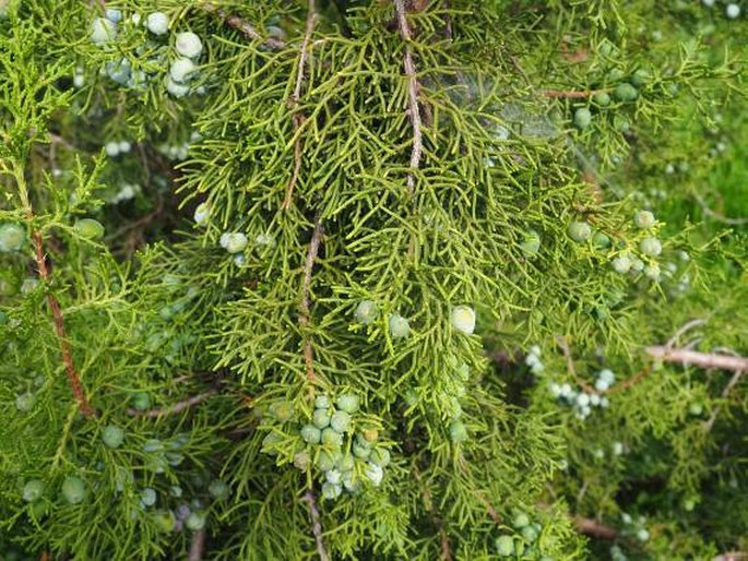 Juniperus californica