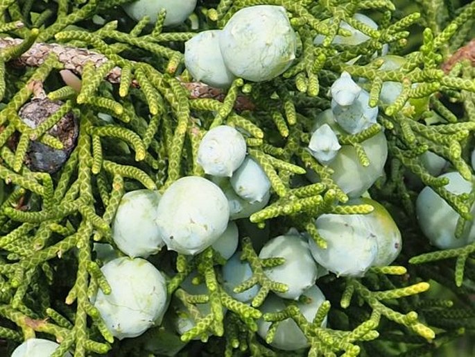 Juniperus californica