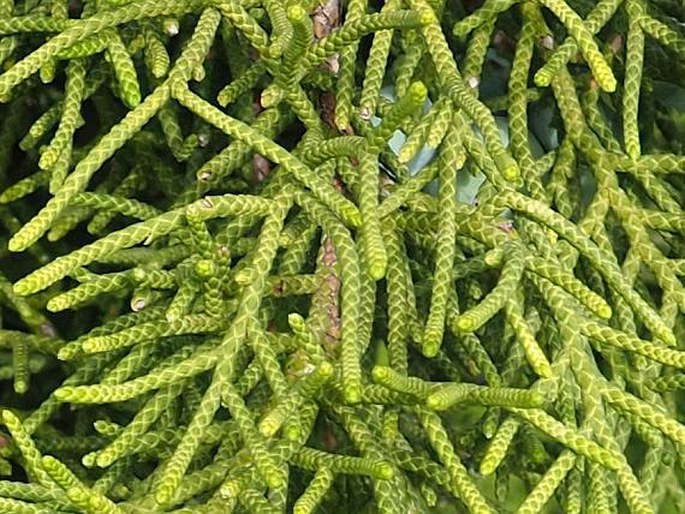 Juniperus californica