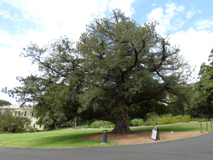 Juniperus bermudiana