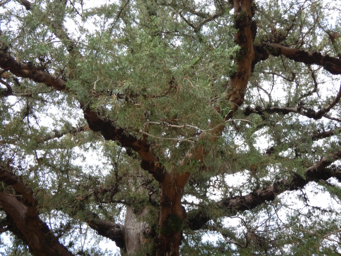 Juniperus bermudiana