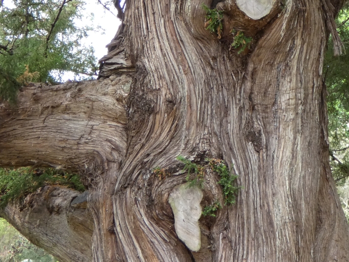 Juniperus bermudiana